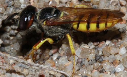 Réf. 330 899 : Philanthus triangulum
